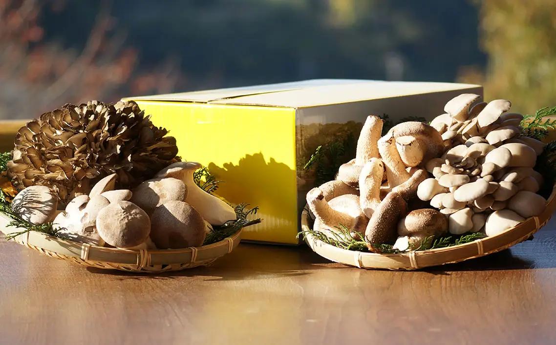 採れたてきのこ4種詰め合わせセット　約1.5kg ／ キノコ 茸 新鮮 もぎたて 産地直送 農薬不使用 中華料理 天ぷら 鍋物 BBQ 菌床しいたけ エリンギ まいたけ ひらたけ 山口県 特産品 No