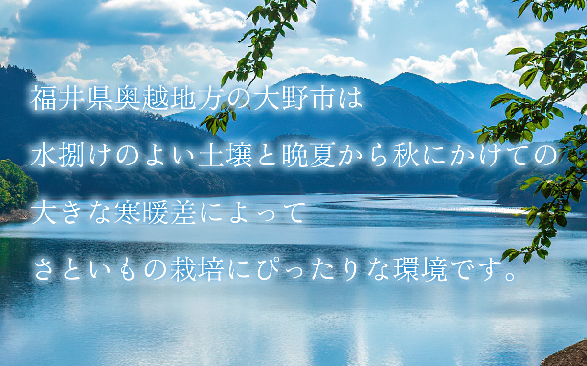 【先行予約】越前大野の里芋の洗い子【冷蔵】2kg【11月より順次発送】 ｜ 里芋 里いも さといも[A-001080]