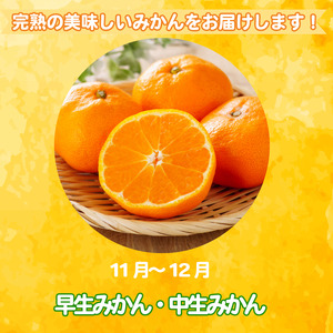 【2026年10月20日~31日発送】 温州みかん 3kg 秀品 みかん