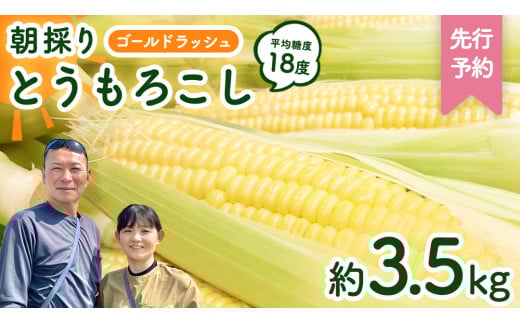 【先行予約 令和7年 6月下旬 以降発送 】 朝採り とうもろこし （ ゴールドラッシュ ） 約 3.5kg トウモロコシ 朝採り 甘い 新鮮 スイートコーン コーン 野菜 極甘 岩田さん 2025 [AX058ya][SZRY]