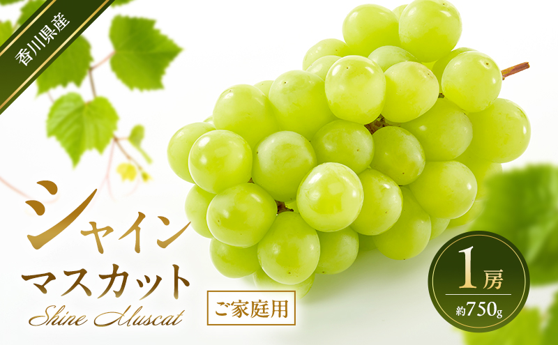 シャインマスカット 【ご家庭用】 1房(約750g) 葡萄 ぶどう ブドウ フルーツ 果物 くだもの 果実 旬の果物 旬のフルーツ 香川 香川県 東かがわ市