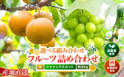 糖度計使用 梨・シャインマスカット詰め合わせ(シャインマスカット2個、梨3個) 約2kg【数量限定】【期間限定】 | シャインマスカット マスカット 梨 なし ナシ 和梨 果物 フルーツ くだもの 大分県産 九州産 大分県 中津市