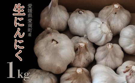 石川ファームの 愛南町産 生にんにく1kg 発送: 5月20日から11月30日