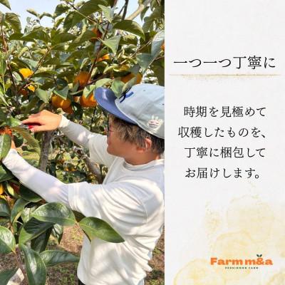 ふるさと納税 大野町 梨のようなサクサク食感!【太秋柿】3L×10個 秀品 岐阜県 大野町 (2026年10月中旬〜発送) |  | 01