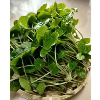 ふるさと納税 相馬市 相馬わさびセット(がに芽 60g入×4パック・根茎 約35g×4本)