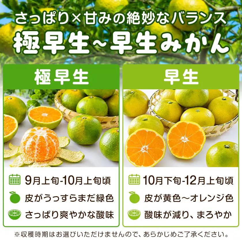 ご家庭用 早生みかん ご家庭用 みかん 約1.9kg