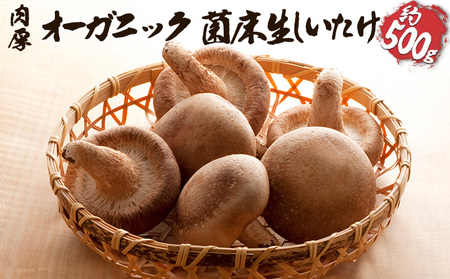 生しいたけきのこ菌床オーガニック有機JAS生しいたけ【約500g】
