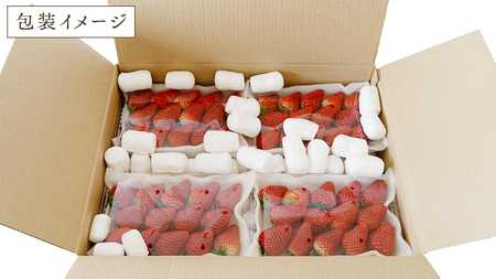 【 定期便 】 合計3kgお届け いちご の3ヶ月連続お届け便 （1回：250g×4パック）×3回 【1月から発送開始】（茨城県共通返礼品 [いちご]：城里町産）