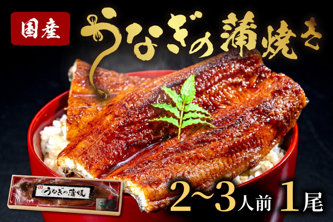 うなぎの蒲焼き2~3人前(1尾)　ウナギ 鰻 蒲焼 かばやき タレ 丑の日 ふるさと納税 うなぎ ふるさと納税 鰻 国産 ふるさと納税 惣菜 京都 AN00072