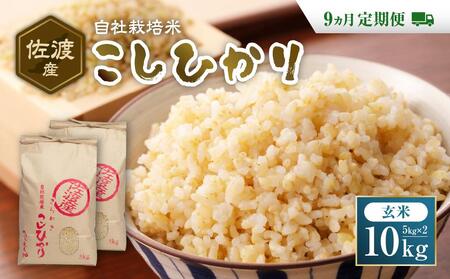 自社栽培米佐渡産こしひかり（玄米10kg）9カ月定期便