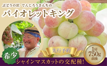 【先行予約 2025年発送 】＼バイオレットキング  約750g／ 1房  冷蔵 高級 種無し 種なし シャインマスカット ブドウ ぶどう 品種 果物 甘い 巨峰 美味しい 希少 人気 ランキング おすすめ 贈答 ギフト 納税 福島 ふくしま 田村市  鈴木農園 でんじろうさん 