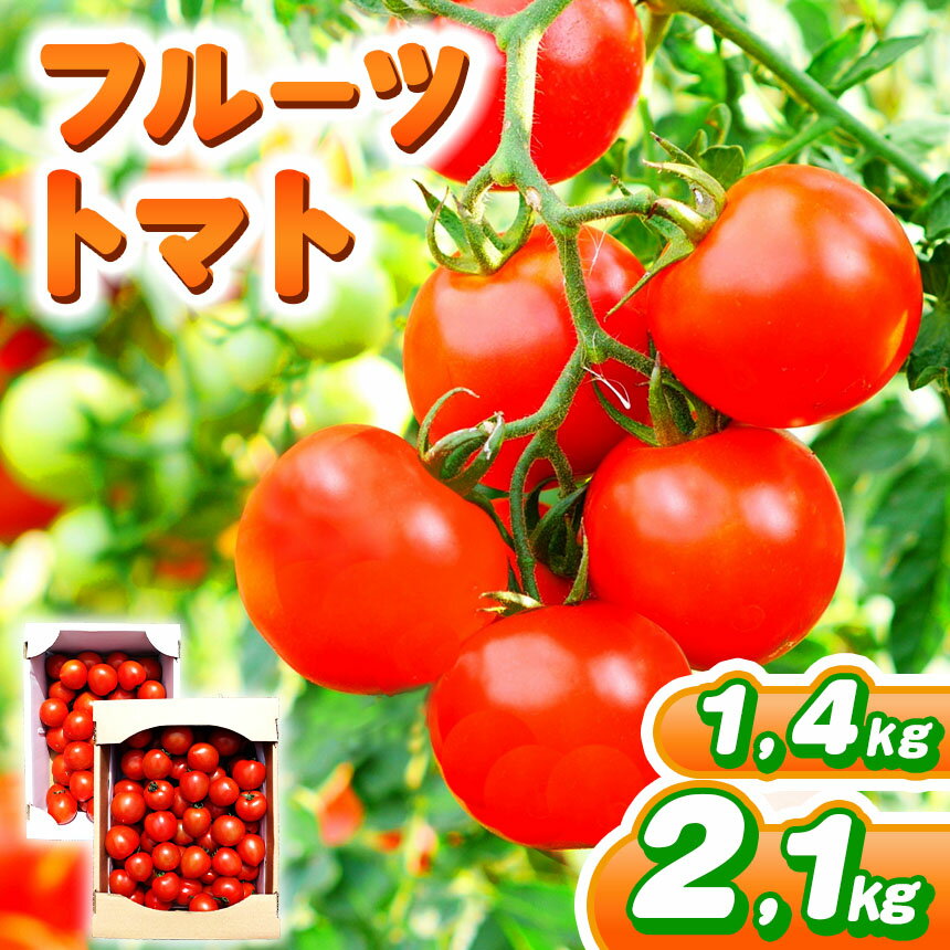 【ふるさと納税】【 選べる 容量 】フルーツトマト 約1400g or 約2100g | 野菜 トマト フルーツトマト 中玉トマト 大容量 有機肥料 とまと 地下水 鈴木農園 鈴木メロン園 千葉 君津 きみつ
