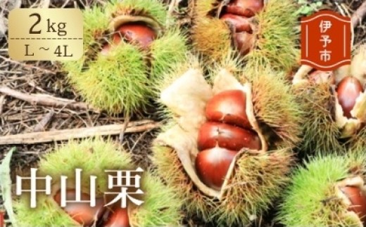 【2026年先行予約】 中山栗 L～4Lサイズ 2kg 【9月中旬以降発送予定】 数量限定 愛媛県ブランド 大粒 濃厚な甘み ホクホク 焼き栗 栗ごはん 中山町 伊予市 愛媛 | B424