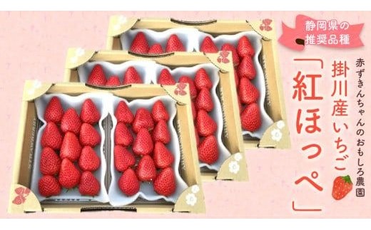 
                  ＜2027年発送先行受付＞紅ほっぺ 　約280g×6パック_いちご 苺 イチゴ 紅ほっぺ フルーツ 果物 送料無料 静岡県 掛川市【1704705】
                