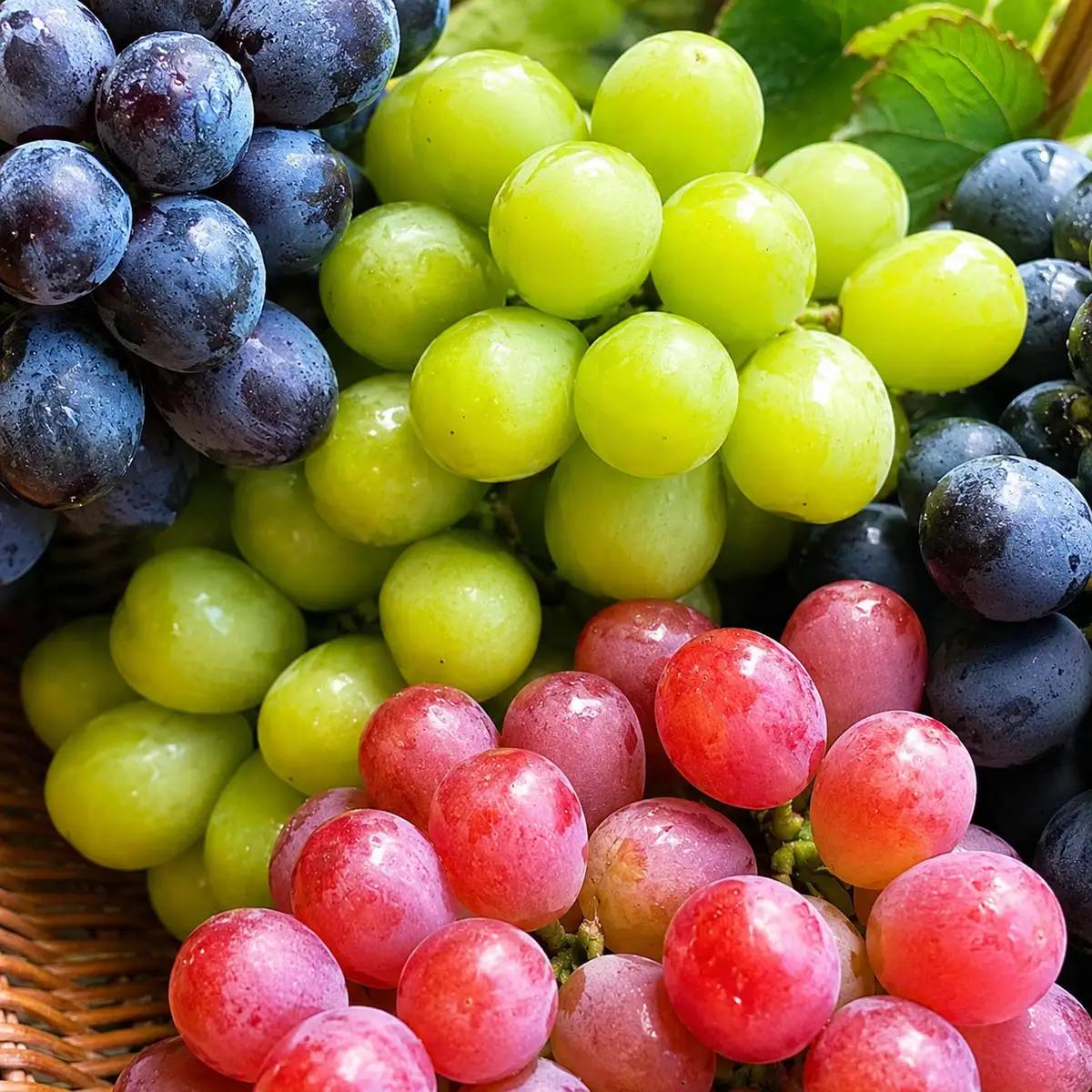 ぶどう食べ比べ 旬のぶどう粒だけ箱ギフト ぶどう食べ比べ【約380g】【先行予約】