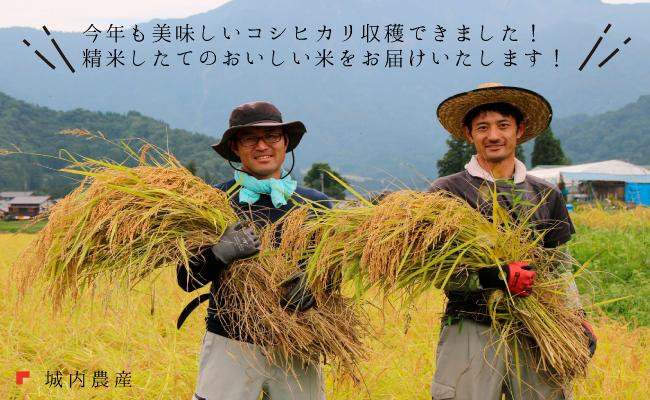 【令和７年産】【令和７年産】南魚沼産コシヒカリ 白米１０ｋｇ 【５割減農薬栽培米】城内農産