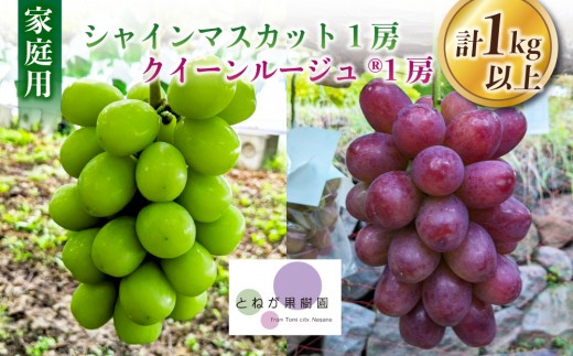 家庭用シャインマスカット＆クイーンルージュ(R)各1房、合計2房（合計1kg以上）｜とねが果樹園　※2026年9月中旬以降順次発送予定（日曜日、月曜日発送限定、発送指定不可）