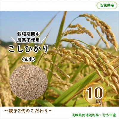 ふるさと納税 潮来市 【毎月定期便】【栽培期間中農薬不使用】こしひかり玄米10kg茨城県共通返礼品・行方市産全12回