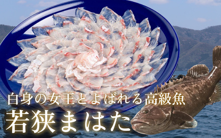 【着日指定】 【冷蔵でお届け】 「若狭ふぐのてっさ」 と 「若狭まはたのお刺身」 セット 【4人前】 [F-005003]