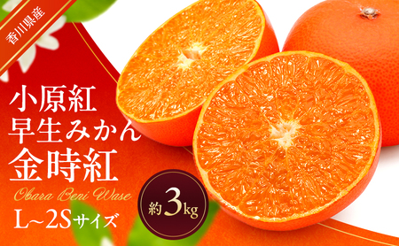 小原紅早生みかん (金時紅) 約3kg 早生 蜜柑 みかん ミカン 柑橘 フルーツ 果物 くだもの 果実 旬の果物 旬のフルーツ 香川 香川県 東かがわ市