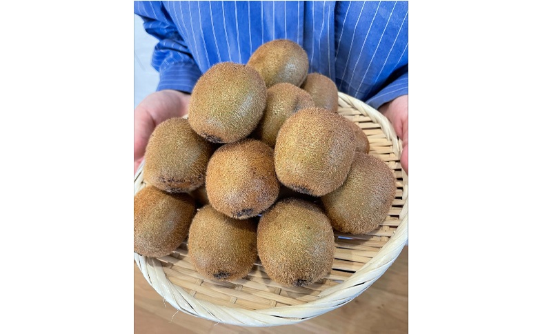 キウイ 2kg 愛媛 国産キウイフルーツ ヘイワード 【2025年11月発送】 数量限定 伊予市｜A20