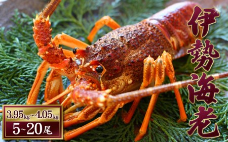 伊勢エビ 天然（活）5～20尾 3.95～4.05kg【2025年10月中旬頃から2026年3月末までに順次発送（1月は漁不可）】 / 伊勢海老 伊勢エビ 伊勢えび 海老 エビ 海産 海鮮 海の幸【enk005】
