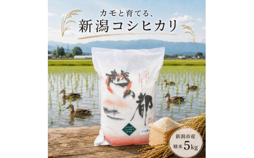 
                  【先行予約】令和8年産 新潟県産コシヒカリ5kg カモ農法 米 精米 白米 コシヒカリ 5kg こめ コメ お米 おこめ こしひかり カモ農法 農薬不使用 化学肥料不使用 新潟 新潟県
                