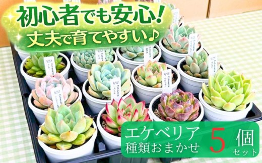 エケベリア おまかせ 5個 セット 【多肉屋GPK】／ インテリア インテリア植物 おしゃれインテリア オシャレ おしゃれ 多肉 多肉植物 観葉植物 植物 おまかせセット 人気 高評価 贈答 贈り物 趣味 ギフト プレゼント ナチュラル 自然 かわいい ミニサイズ 玄関 室内 飾れる ５個 オススメ おすすめ