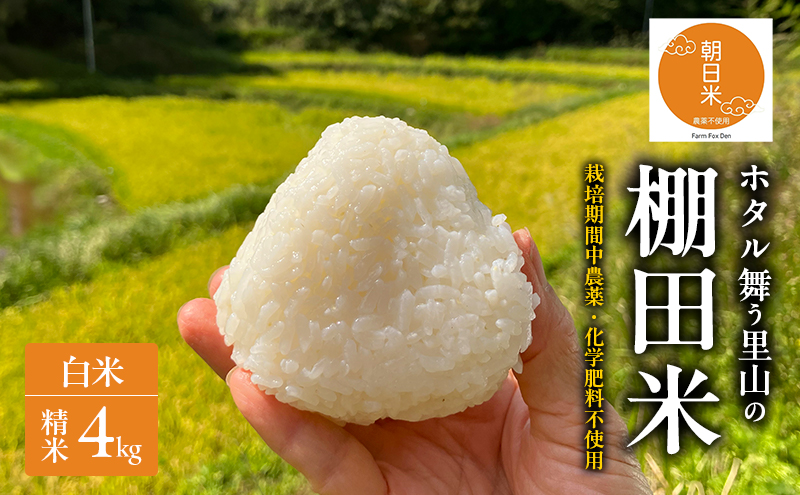 先行受付 農薬不使用 白米 ホタル舞う里山の棚田米 精米4kg 令和8年産 朝日2kg×2袋