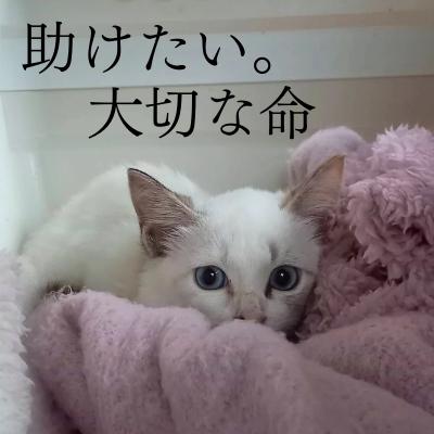 ふるさと納税 小郡市 定期便 6回 保護猫活動を応援! 珈琲豆 2種各100g×6カ月[No5354-0928] |  | 01