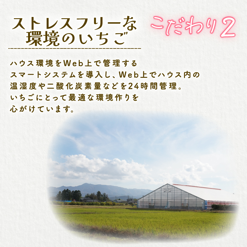 【2026年2月中旬発送開始】 いちご １パック 12or15粒 ベリーポップ 果物 いちご おやつ 健康 フルーツ スイーツ スイーツ作り ケーキ ケーキ作り 数量限定 先行予約 新潟県 新発田市 