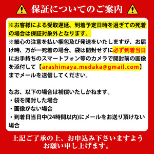 ＜数量限定＞境港改良メダカセット(4匹・2ペア)AMBあらしまやメダカブラック 改良メダカ 生き物 生体 メダカ めだか お魚 魚 観賞魚 ペット 飼育【sm-CI001】【あらしまやメダカ】