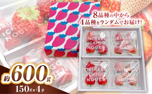 澳原さんの「おまかせ4品種BOX」（贈答箱）栃木県共通返礼品 矢板市産 いちご 果物 フルーツ 栃木県下野市