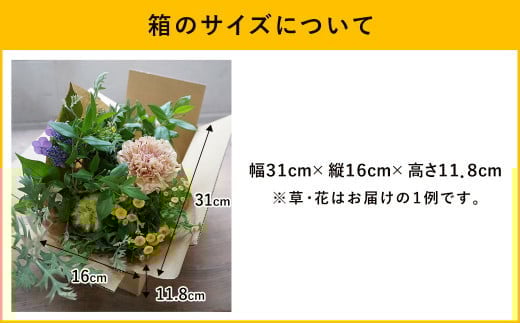 【定期便 3ヶ月】草花ノ定期便 Mサイズ 5～8種類 約8～10本