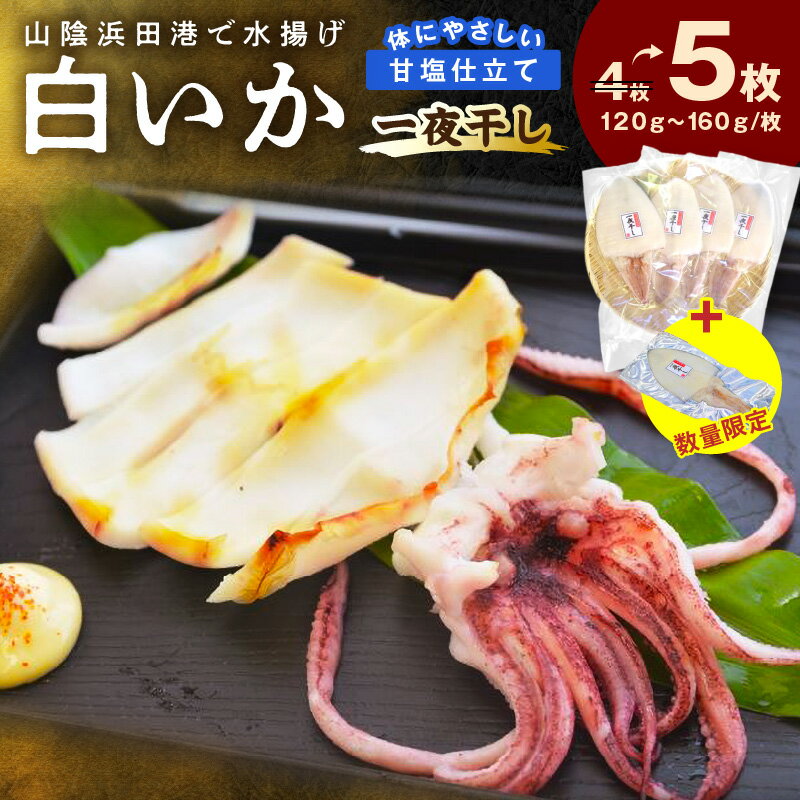 【ふるさと納税】【レビューCP対象】【生活応援品】【山陰浜田港・水揚げ】 白いか一夜干し（5枚） 魚介類 魚貝類 干物 干もの 一夜干し お中元 お歳暮 白いか 特産品 つまみ 加工品 【136_1965】