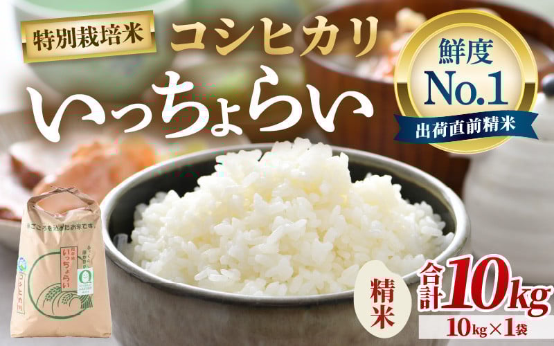 
            【先行予約】【令和7年産・新米】【一等米】特別栽培米いっちょらい 精米 10kg×1袋 ／福井県産 ブランド米 コシヒカリ ご飯 白米 新鮮 大賞 受賞 【2025年9月下旬より順次発送予定】 [aw012-b015]
          