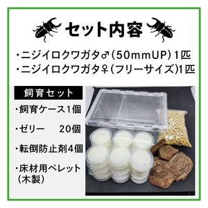 ニジイロクワガタ オスメス ペア飼育セット(2)【クワガタ クワガタムシ 昆虫 虫 国産 飼育 セット 夏休み 自由研究 鹿嶋市 茨城県】（KBY-10）