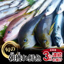 【ふるさと納税】【着日指定】 定期便 3回 魚 魚介類 1.5kg ～ 2kg 旬 鮮魚 海水シャーベット 海鮮 お刺身 煮物 焼き魚 冷蔵 特産品 新鮮 朝獲れ 自然の恵み お取り寄せ 九州 熊本県 天草市 送料無料