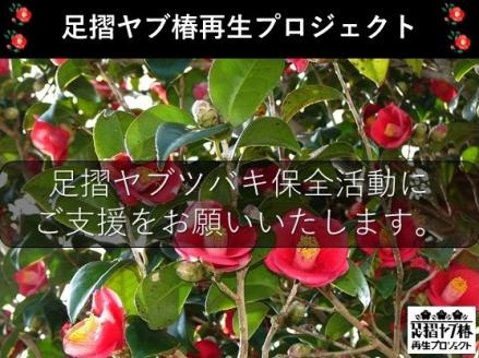 【記念苗木付き】足摺ヤブ椿再生プロジェクトへの支援・応援 自然保護 椿 つばき ツバキ 藪椿 ヤブツバキ クラウドファンディング 募金 先行予約 苗木 植木 花木 常緑樹 高木 植物【R00080】