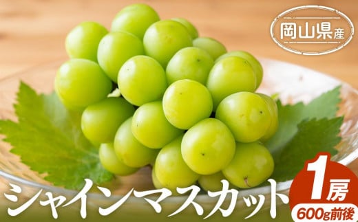 ぶどう 2025年 シャインマスカット 1房 600g前後 岡山県産 | フルーツ 果物 くだもの シャインマスカット マスカット ブドウ ぶどう 葡萄 デザート 岡山 岡山県産　国産 おすすめ 人気 プレゼント ギフト 贈答用 フルーツ 果物 シャインマスカット 葡萄 ぶどう ブドウ