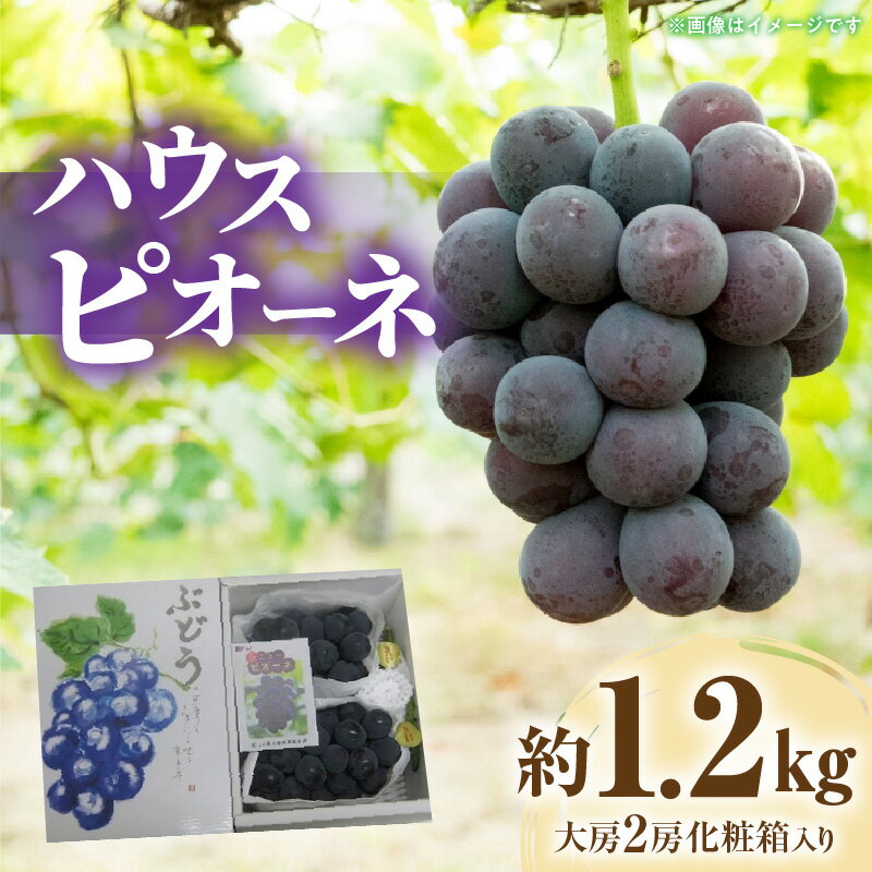 【ふるさと納税】【先行予約】 【配送不可地域：北海道・沖縄県・離島】 期間限定 ハウスピオーネ 約1.2kg 大房2房 化粧箱入り ぶどう 人気 送料無料 産地直送 フルーツ 果汁 お取り寄せ お取り寄せグルメ ギフト プレゼント 贈り物 大粒 種なし クール便 三豊市産