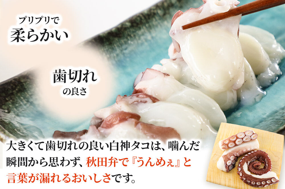 白神タコ ボイル 約1kg（2～3パック）冷凍 秋田県八峰町沖産 [白神タコ 白神たこ 蛸 ボイル 茹でダコ 秋田県産 冷凍]