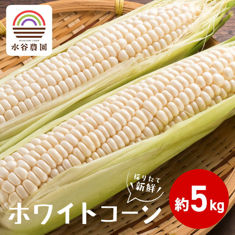 【ふるさと納税】 【 2026年 先行予約 】採りたて新鮮ホワイトコーン（雪の妖精） 数量限定 とうもろこし 野菜 ホワイトコーン トウモロコシ 採れたて 新鮮 水谷農園 茨城県 石岡市 A46-003