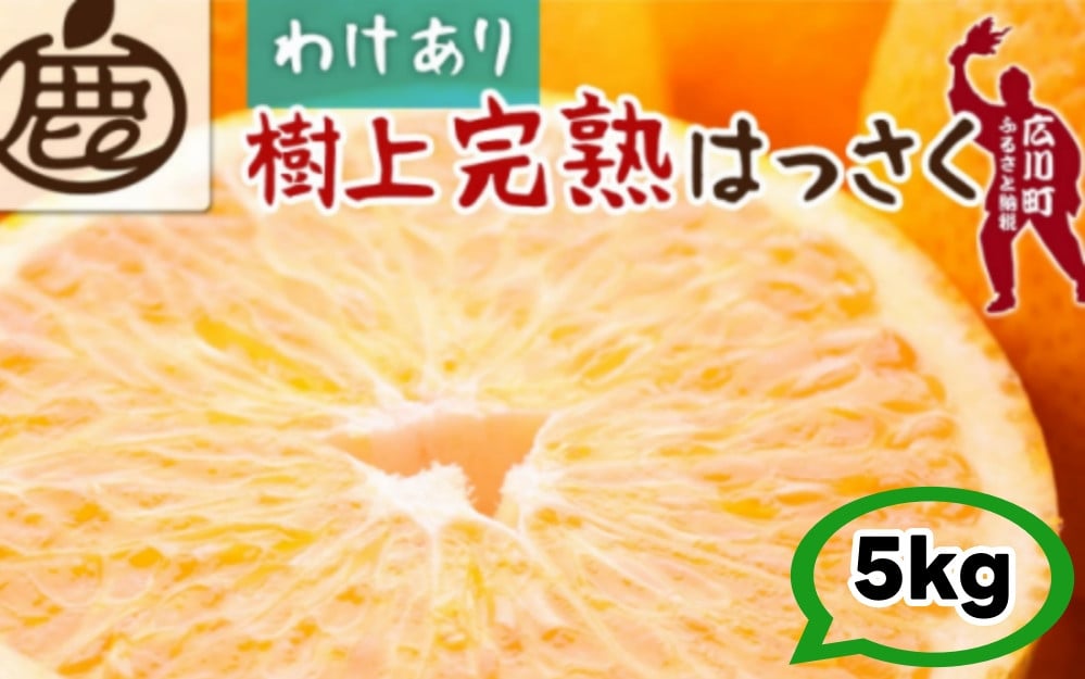 
            樹上 完熟 はっさく 5kg+250g 家庭用 光センサー / 八朔 訳あり 木なり 甘い 和歌山 有田 柑橘 ※4月上旬〜5月上旬に順次発送 ※北海道・沖縄・離島への配送不可 【ikd022-c-5】
          