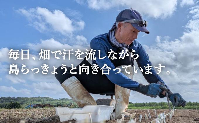 ≪2026年2月下旬～5月下旬発送≫採れたて島らっきょう 500g 【 沖縄県 石垣市 野菜 らっきょう 島らっきょう おつまみ 採れたて 料理 漬物 天ぷら おかぴ農園 産地直送 】OK-01 50