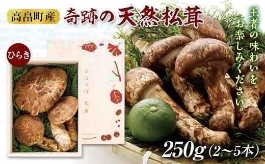 ≪2025年先行予約≫贈答用 山形県 高畠町産 松茸 ひらき 250g(2～5本) 木箱入 2025年9月下旬から順次発送 国産 国内産 天然 まつたけ 希少 秋 山の幸 きのこ キノコ 期間限定 数