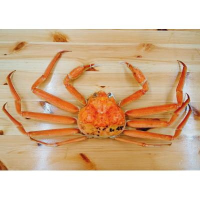 ふるさと納税 射水市 【富山県新湊産】ボイル本ずわい蟹姿(約700g)×1尾