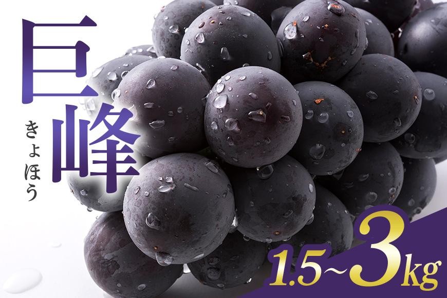 
                  【 2026年 先行予約 】 巨峰 1.5kg 2kg 3kg ( 種あり ) 石田ぶどう園 4房 ～ 7房 5房 ～ 9房 8房 ～ 13房 ぶどう ブドウ 国産 果物 くだもの 葡萄 フルーツ 2キロ 9月 10月 発送 秋 旬 品種 茨城県産 産地直送 産直 農家直送 冷蔵 茨城県 石岡市 (A02-sku-002)
                