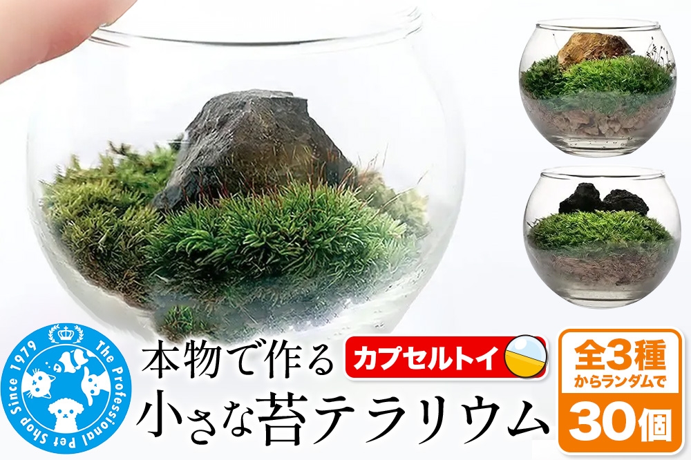 
            苔 種類おまかせ 本物で作る 小さな苔テラリウム カプセルトイ 30個セット 株式会社チャーム charm
          