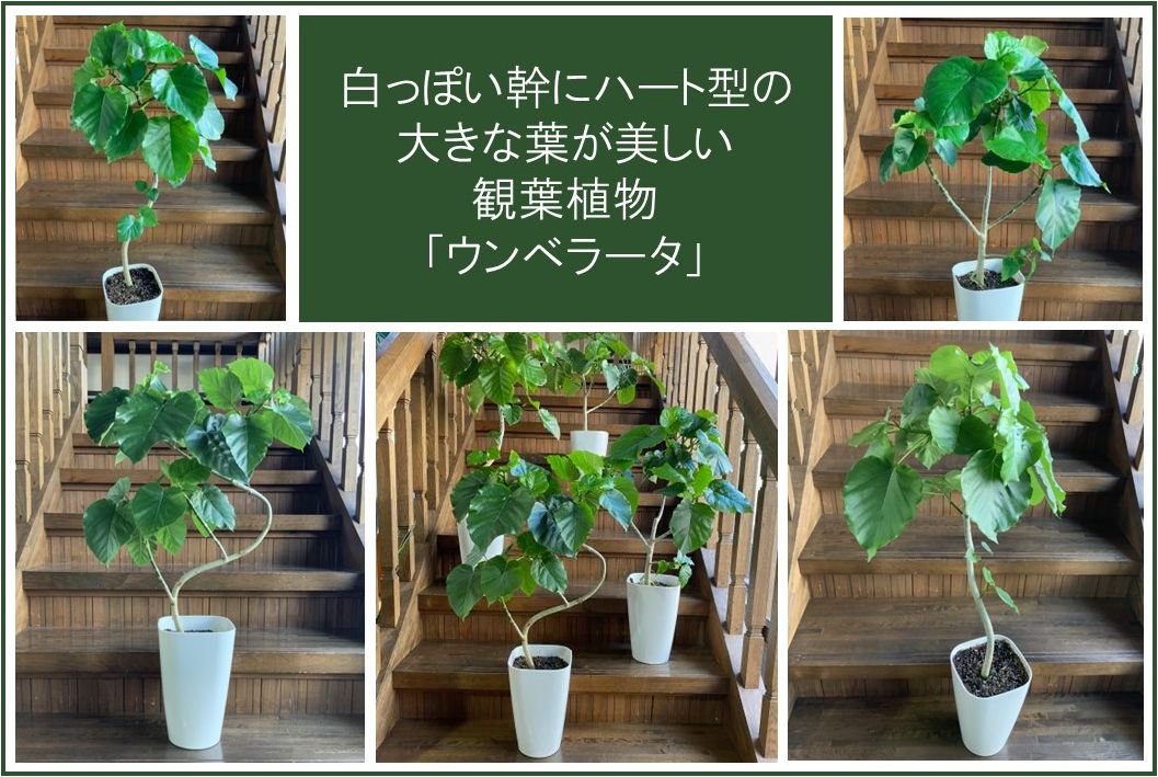 066-10 観葉植物 ウンベラータ8号サイズ1鉢